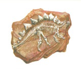 statefossils.jpg